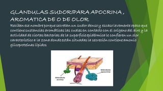 GLANDULAS SUDORIPARA APOCRINA ,
AROMATICA DE O DE OLOR
Reciben ese nombre porque secretan un sudor denso y escaso levemente opaco que
contiene sustancias aromáticas las cuales en contacto con el oxígeno del aire y la
actividad de ciertas bacterias de la superficie epidérmica le confieren un olor
característico a la zona donde están situadas la secreción contiene amonio
glicoproteínas lípidos
 
