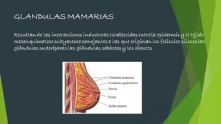 GLANDULAS MAMARIAS
Resultan de las interacciones inductoras establecidas entre la epidermis y el tejido
mesenquimatoso subyacente semejantes a las que originan los folículos pilosos las
glándulas sudoríparas las glándulas sebáceas y los dientes
 
