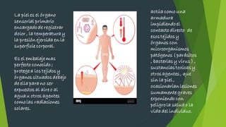 La pieles el órgano
sensorial primario
encargadode registrar
dolor , la temperatura y
la presión ejercida en la
superficie corporal.
Es el embalaje mas
perfecto conocido ;
protege a los tejidosy
órganos situadosdebajo
de ella para no ser
expuestos al aire o al
agua u otros agentes
comolas radiaciones
solares.
actúacomo una
armadura
impidiendoel
contacto directo de
esostejidosy
órganos con
microorganismos
patógenos ( parásitos
, bacteriasy virus ) ,
sustanciastoxicasy
otrosagentes, que
sin la piel,
ocasionaríanlesiones
sumamente graves
exponiendo con
peligrola salud o la
vidadel individuo.
 
