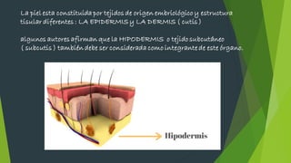 La piel esta constituida por tejidos de origen embriológico y estructura
tisular diferentes : LA EPIDERMIS y LA DERMIS ( cutis )
algunos autores afirman que la HIPODERMIS o tejido subcutáneo
( subcutis ) también debe ser considerada como integrante de este órgano.
 