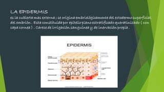 LA EPIDERMIS
es la cubierta mas externa ; se origina embriológicamente del ectodermo superficial
del embrión . Esta constituida por epitelio plano estratificado queratinizado ( con
capa cornea ) . Carece de irrigación sanguínea y de inervación propia .
 