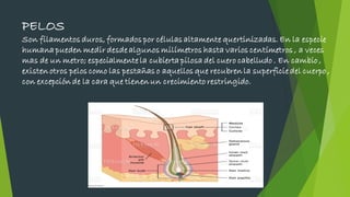 PELOS
Son filamentos duros, formados por células altamente quertinizadas. En la especie
humana pueden medir desde algunos milímetros hasta varios centímetros , a veces
mas de un metro; especialmente la cubierta pilosa del cuero cabelludo . En cambio ,
existen otros pelos como las pestañas o aquellos que recubren la superficie del cuerpo ,
con excepción de la cara que tienen un crecimiento restringido.
 