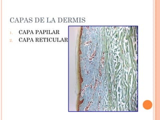 SISTEMA_TEGUMENTARIOanatomia humana...... | PDF