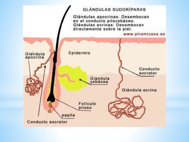 Sistema tegumentario