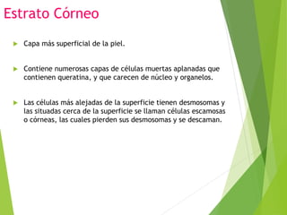 Estrato Córneo
 Capa más superficial de la piel.
 Contiene numerosas capas de células muertas aplanadas que
contienen queratina, y que carecen de núcleo y organelos.
 Las células más alejadas de la superficie tienen desmosomas y
las situadas cerca de la superficie se llaman células escamosas
o córneas, las cuales pierden sus desmosomas y se descaman.
 