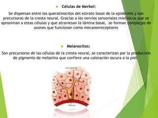  Células de Merkel:
Se dispersan entre los queratinocitos del estrato basal de la epidermis y son
precursoras de la cresta neural. Gracias a los nervios sensoriales mielínicos que se
aproximan a estas células y que atraviesan la lámina basal, se forman complejos de
axones que funcionan como mecanorreceptores
 Melanocitos:
Son precursoras de las células de la cresta neural, se caracterizan por la producción
de pigmento de melanina que confiere una coloración oscura a la piel.
 