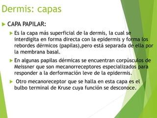 Dermis: capas
 CAPA PAPILAR:
 Es la capa más superficial de la dermis, la cual se
interdigita en forma directa con la epidermis y forma los
rebordes dérmicos (papilas),pero está separada de ella por
la membrana basal.
 En algunas papilas dérmicas se encuentran corpúsculos de
Meissner que son mecanorreceptores especializados para
responder a la derformación leve de la epidermis.
 Otro mecanoreceptor que se halla en esta capa es el
bulbo terminal de Kruse cuya función se desconoce.
 