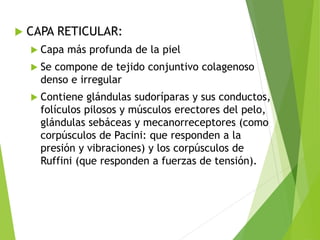 CAPA RETICULAR:
 Capa más profunda de la piel
 Se compone de tejido conjuntivo colagenoso
denso e irregular
 Contiene glándulas sudoríparas y sus conductos,
folículos pilosos y músculos erectores del pelo,
glándulas sebáceas y mecanorreceptores (como
corpúsculos de Pacini: que responden a la
presión y vibraciones) y los corpúsculos de
Ruffini (que responden a fuerzas de tensión).
 