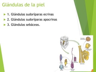 Glándulas de la piel
 1. Glándulas sudoríparas ecrinas
 2. Glándulas sudoríparas apocrinas
 3. Glándulas sebáceas.
 