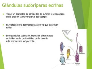 Glándulas sudoríparas ecrinas
 Tiene un diámetro de alrededor de 0.4mm y se localizan
en la piel en la mayor parte del cuerpo.
 Participan en la termorregulación ya que excretan
sudor.
 Son glándulas tubulares espirales simples que
se hallan en la profundidad de la dermis
o la hipodermis subyacente.
 