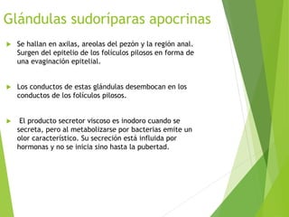 Glándulas sudoríparas apocrinas
 Se hallan en axilas, areolas del pezón y la región anal.
Surgen del epitelio de los folículos pilosos en forma de
una evaginación epitelial.
 Los conductos de estas glándulas desembocan en los
conductos de los folículos pilosos.
 El producto secretor viscoso es inodoro cuando se
secreta, pero al metabolizarse por bacterias emite un
olor característico. Su secreción está influida por
hormonas y no se inicia sino hasta la pubertad.
 