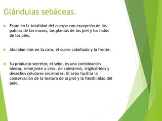 Glándulas sebáceas.
 Están en la totalidad del cuerpo con excepción de las
palmas de las manos, las plantas de los piel y los lados
de los pies.
 Abundan más en la cara, el cuero cabelludo y la frente.
 Su producto secretor, el sebo, es una combinación
oleosa, semejante a cera, de colesterol, triglicéridos y
desechos celulares secretores. El sebo facilita la
conservación de la textura de la piel y la flexibilidad del
pelo.
 
