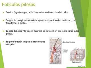 Folículos pilosos
 Son los órganos a partir de los cuales se desarrollan los pelos.
 Surgen de invaginaciones de la epidermis que invaden la dermis, la
hipodermis o ambas.
 La raíz del pelo y la papila dérmica se conocen en conjunto como bulbo
piloso.
 Su proliferación origina el crecimiento
del pelo.
 