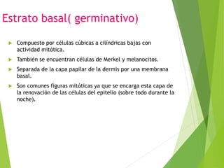 Estrato basal( germinativo)
 Compuesto por células cúbicas a cilíndricas bajas con
actividad mitótica.
 También se encuentran células de Merkel y melanocitos.
 Separada de la capa papilar de la dermis por una membrana
basal.
 Son comunes figuras mitóticas ya que se encarga esta capa de
la renovación de las células del epitelio (sobre todo durante la
noche).
 