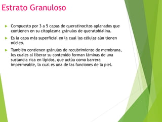Estrato Granuloso
 Compuesto por 3 a 5 capas de queratinocitos aplanados que
contienen en su citoplasma gránulos de queratohialina.
 Es la capa más superficial en la cual las células aún tienen
núcleo.
 También contienen gránulos de recubrimiento de membrana,
los cuales al liberar su contenido forman láminas de una
sustancia rica en lípidos, que actúa como barrera
impermeable, la cual es una de las funciones de la piel.
 