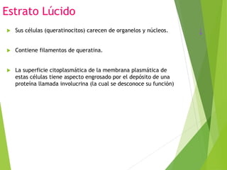 Estrato Lúcido
 Sus células (queratinocitos) carecen de organelos y núcleos.
 Contiene filamentos de queratina.
 La superficie citoplasmática de la membrana plasmática de
estas células tiene aspecto engrosado por el depósito de una
proteína llamada involucrina (la cual se desconoce su función)
 