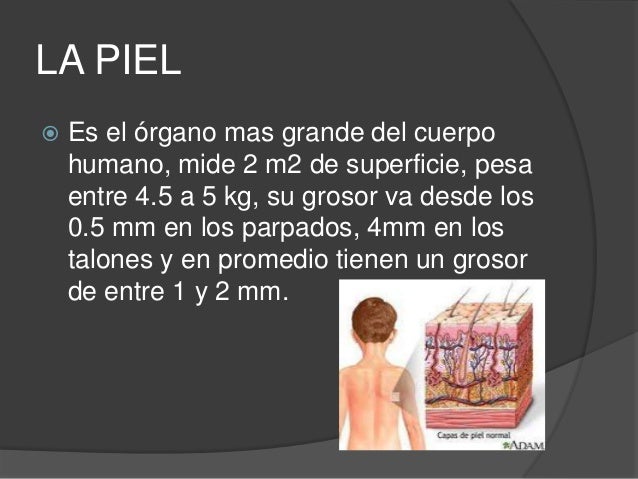 Sistema tegumentario