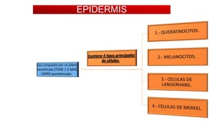EPIDERMIS

 
