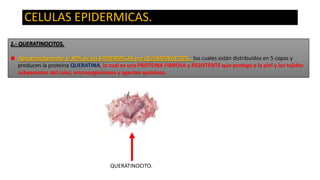 CELULAS EPIDERMICAS.
1.- QUERATINOCITOS.

Aproximadamente el 90% de las EPIDERMICAS son QUERATINOCITOS, los cuales están distribuidos en 5 capas y
producen la proteína QUERATINA, la cual es una PROTEINA FIBROSA y RESISTENTE que protege a la piel y los tejidos
subyacentes del calor, microorganismos y agentes químicos.

QUERATINOCITO.

 