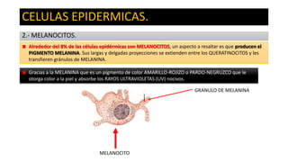 CELULAS EPIDERMICAS.
2.- MELANOCITOS.
Alrededor del 8% de las células epidérmicas son MELANOCITOS, un aspecto a resaltar es que producen el
PIGMENTO MELANINA. Sus largas y delgadas proyecciones se extienden entre los QUERATINOCITOS y les
transfieren gránulos de MELANINA.
Gracias a la MELANINA que es un pigmento de color AMARILLO-ROJIZO o PARDO-NEGRUZCO que le
otorga color a la piel y absorbe los RAYOS ULTRAVIOLETAS (UV) nocivos.
GRANULO DE MELANINA

MELANOCITO

 