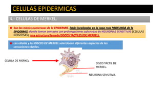 CELULAS EPIDERMICAS
4.- CELULAS DE MERKEL.
Son las menos numerosas de la EPIDERMIS. Están localizadas en la capa mas PROFUNDA de la
EPIDERMIS, donde toman contacto con prolongaciones aplanadas de NEURONAS SENSITIVAS (CELULAS
NERVIOSAS), una estructura llamada DISCOS TACTILES (DE MERKEL).

Las células y los DISCOS DE MERKEL seleccionan diferentes aspectos de las
sensaciones táctiles.

CELULA DE MERKEL

DISCO TACTIL DE
MERKEL.
NEURONA SENSITIVA.

 