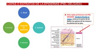 CAPAS O ESTRATOS DE LA EPIDERMIS (PIEL DELGADA)
1.- Basal
Estas capas pertenecen a la PIEL
DELGADA. Donde la fricción es
mayor, como en la yema de los
dedos, las palmas de las manos y
las plantas de los pies.
4.- Corneo fino

Capas de
la
epidermis

3.- Granuloso

2.- Espinoso

 