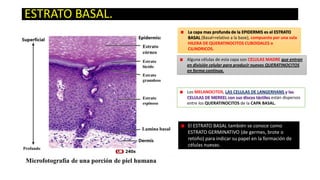 ESTRATO BASAL.
La capa mas profunda de la EPIDERMIS es el ESTRATO
BASAL (Basal=relativo a la base), compuesto por una sola
HILERA DE QUERATINOCITOS CUBOIDALES o
CILINDRICOS.
Alguna células de esta capa son CELULAS MADRE que entran
en división celular para producir nuevos QUERATINOCITOS
en forma continua.

Los MELANOCITOS, LAS CELULAS DE LANGERHANS y las
CELULAS DE MERKEL con sus discos táctiles están dispersos
entre los QUERATINOCITOS de la CAPA BASAL.

El ESTRATO BASAL también se conoce como
ESTRATO GERMINATIVO (de germes, brote o
retoño) para indicar su papel en la formación de
células nuevas.

 
