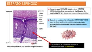 ESTRATO ESPINOSO
Por encina del ESTRATO BASAL esta el ESTRATO
ESPINOSO donde se encuentra de 8 a 10 capas de
QUERATINOCITOS, dispuestos en estrecha proximidad.

Cuando se preparan las células del ESTRATO ESPINOSO
para su observación microscópica, se retraen y se
separan de manera que parecen estar cubiertas por
ESPINAS.

Sin embargo las células son grandes y
redondeadas en el TEJIDO VIVO.

 