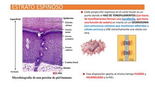 ESTRATO ESPINOSO
Cada proyección espinosa en el corte tisular es un
punto donde el HAZ DE TONOFILAMENTOS (Los haces
de tonofilamentos forman una tonofibrilla, que tiene
una función de sostén) se inserta en un DESMOSOMA
(son estructuras celulares que mantienen adheridas a
células vecinas) y UNE estrechamente una célula con
otra.

Esta disposición aporta al mismo tiempo FUERZA y
FELIXIBILIDAD a la PIEL.

 