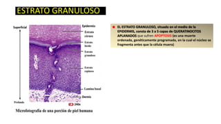 ESTRATO GRANULOSO
EL ESTRATO GRANULOSO, situado en el medio de la
EPIDERMIS, consta de 3 a 5 capas de QUERATINOCITOS
APLANADOS que sufren APOPTOSIS (es una muerte
ordenada, genéticamente programada, en la cual el núcleo se
fragmenta antes que la célula muera)

 