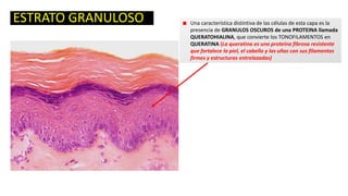 ESTRATO GRANULOSO

Una característica distintiva de las células de esta capa es la
presencia de GRANULOS OSCUROS de una PROTEINA llamada
QUERATOHIALINA, que convierte los TONOFILAMENTOS en
QUERATINA (La queratina es una proteína fibrosa resistente
que fortalece la piel, el cabello y las uñas con sus filamentos
firmes y estructuras entrelazadas)

 