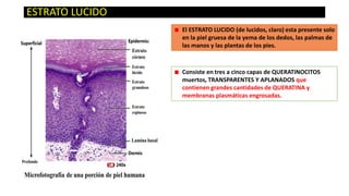 ESTRATO LUCIDO
El ESTRATO LUCIDO (de lucidos, claro) esta presente solo
en la piel gruesa de la yema de los dedos, las palmas de
las manos y las plantas de los pies.

Consiste en tres a cinco capas de QUERATINOCITOS
muertos, TRANSPARENTES Y APLANADOS que
contienen grandes cantidades de QUERATINA y
membranas plasmáticas engrosadas.

 