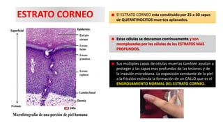 ESTRATO CORNEO

El ESTRATO CORNEO esta constituido por 25 a 30 capas
de QUERATINOCITOS muertos aplanados.

Estas células se descaman continuamente y son
reemplazadas por las células de los ESTRATOS MAS
PROFUNDOS.

Sus múltiples capas de células muertas también ayudan a
proteger a las capas mas profundas de las lesiones y de
la invasión microbiana. La exposición constante de la piel
a la fricción estimula la formación de un CALLO que es el
ENGROSAMIENTO NORMAL DEL ESTRATO CORNEO.

 