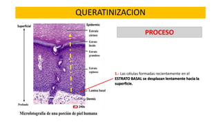 QUERATINIZACION
PROCESO

1.- Las células formadas recientemente en el
ESTRATO BASAL se desplazan lentamente hacia la
superficie.

 
