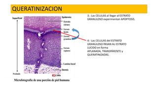 QUERATINIZACION
3.- Las CELULAS al llegar al ESTRATO
GRANULOSO experimentan APOPTOSIS.

4.- Las CELULAS del ESTRATO
GRANULOSO PASAN AL ESTRATO
LUCIDO en forma
APLANADA, TRANSPARENTE y
QUERATINIZADAS.

 