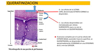 QUERATINIZACION
4.- Las células de la ULTIMA
CAPA, denominada ESTRATO CORNEO se
desprenden.

5.- Las células desprendidas son
reemplazadas por células
SUBYACENTES, que a su vez se
convierten en QUERATINIZADAS.

El proceso completo por el cual las células del
ESTRATO BASAL ascienden hacia la superficie, se
QUERATINIZAN y se desprenden lleva
aproximadamente 4 SEMANAS en una EPIDERMIS
de 0.1 mm de ESPESOR.

 