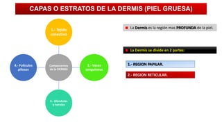 CAPAS O ESTRATOS DE LA DERMIS (PIEL GRUESA)
La Dermis es la región mas PROFUNDA de la piel.

1.- Tejido
conectivo

La Dermis se divide en 2 partes:

4.- Folículos
pilosos

Componentes
de la DERMIS

2.- Vasos
sanguíneos

1.- REGION PAPILAR.
2.- REGION RETICULAR.

3.- Glándulas
y nervios

 