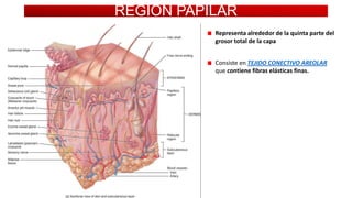REGION PAPILAR
Representa alrededor de la quinta parte del
grosor total de la capa
Consiste en TEJIDO CONECTIVO AREOLAR
que contiene fibras elásticas finas.

 