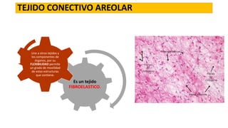 TEJIDO CONECTIVO AREOLAR

Une a otros tejidos y
los componentes de
órganos, por su
FLEXIBILIDAD permite
un grado de movilidad
de estas estructuras
que contiene.

Es un tejido
FIBROELASTICO.

 