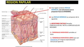 REGION PAPILAR
Esta región contiene PAPILAS
DERMICAS, son estructuras que se
proyectan hacia la EPIDERMIS.
Las PAPILAS DERMICAS se componen de lo
siguiente:
1.-RECEPTORES TACTILES llamados
CORPUSCULOS DEL TACTO o CORPUSCULOS DE
MEISSNER
2.- TERMINALES NERVIOSOS sensibles al
tacto.
3.- TERMINALES NERVIOSOS LIBRES que son
DENDRITAS sin ninguna especialización
estructural aparente.

 