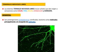 TERMINALES NERVIOSOS LIBRES
Los distintos TERINALES NEVIOSOS LIBRES inician señales que dan origen a
sensaciones como CALOR, FRIO, DOLOR, COSQUILLEO y COMEZON.
DENDRITAS:
Son prolongaciones protoplásmicas ramificadas, bastante cortas dedicadas
principalmente a la recepción de estímulos.

 