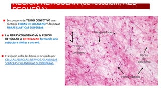REGION RETICULAR (de reticulum, RED
PEQUEÑA)
Se compone de TEJIDO CONECTIVO que
contiene FIBRAS DE COLAGENO Y ALGUNAS
FIBRAS ELASTICAS DISPERSAS.
Las FIBRAS COLAGENAS de la REGION
RETICULAR se ENTRELAZAN formando una
estructura similar a una red.

El espacio entre las fibras es ocupado por
CELULAS ADIPOSAS, NERVIOS, GLANDULAS
SEBACEAS Y GLANDULAS SUDORIPARAS.

 
