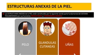ESTRUCTURAS ANEXAS DE LA PIEL.
Las ESTRUCTURAS ANEXAS de la PIEL están constituidas por lo siguiente siendo parte fundamental del SISTEMA
TEGUMENTARIO por sus funciones PROTECTORAS y TERMORREGULADORAS.

PELO

GLANDULAS
CUTANEAS

UÑAS

 