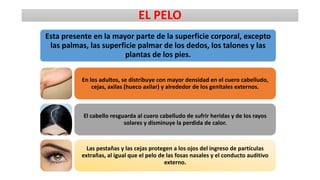 EL PELO
Esta presente en la mayor parte de la superficie corporal, excepto
las palmas, las superficie palmar de los dedos, los talones y las
plantas de los pies.
En los adultos, se distribuye con mayor densidad en el cuero cabelludo,
cejas, axilas (hueco axilar) y alrededor de los genitales externos.

El cabello resguarda al cuero cabelludo de sufrir heridas y de los rayos
solares y disminuye la perdida de calor.

Las pestañas y las cejas protegen a los ojos del ingreso de partículas
extrañas, al igual que el pelo de las fosas nasales y el conducto auditivo
externo.

 