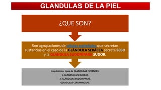 GLANDULAS DE LA PIEL
¿QUE SON?

Son agrupaciones de células epiteliales que secretan
sustancias en el caso de la GLÁNDULA SEBÁCEA secreta SEBO
y la GLÁNDULA SUDORÍPARA SUDOR.

Hay distintos tipos de GLANDULAS CUTANEAS:
1.-GLANDULAS SEBACEAS.
2.-GLANDULAS SUDORIPARAS.
GLANDULAS CERUMINOSAS.

 