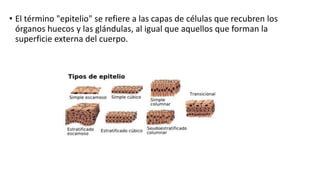 • El término "epitelio" se refiere a las capas de células que recubren los
órganos huecos y las glándulas, al igual que aquellos que forman la
superficie externa del cuerpo.

 
