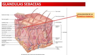GLANDULAS SEBACEAS
LOCALIZACION DE LA
GLANDULA SEBACEA.

 