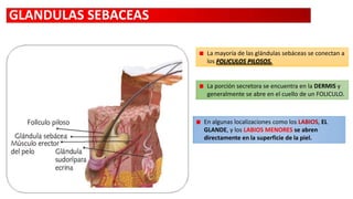GLANDULAS SEBACEAS
La mayoría de las glándulas sebáceas se conectan a
los FOLICULOS PILOSOS.

La porción secretora se encuentra en la DERMIS y
generalmente se abre en el cuello de un FOLICULO.

En algunas localizaciones como los LABIOS, EL
GLANDE, y los LABIOS MENORES se abren
directamente en la superficie de la piel.

 