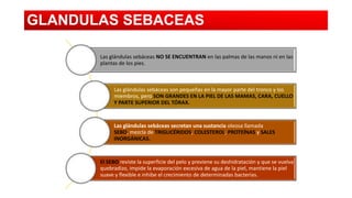 GLANDULAS SEBACEAS
Las glándulas sebáceas NO SE ENCUENTRAN en las palmas de las manos ni en las
plantas de los pies.

Las glándulas sebáceas son pequeñas en la mayor parte del tronco y los
miembros, pero SON GRANDES EN LA PIEL DE LAS MAMAS, CARA, CUELLO
Y PARTE SUPERIOR DEL TÓRAX.

Las glándulas sebáceas secretan una sustancia oleosa llamada
SEBO, mezcla de TRIGLICÉRIDOS, COLESTEROL, PROTEÍNAS y SALES
INORGÁNICAS.

El SEBO reviste la superficie del pelo y previene su deshidratación y que se vuelva
quebradizo, impide la evaporación excesiva de agua de la piel, mantiene la piel
suave y flexible e inhibe el crecimiento de determinadas bacterias.

 