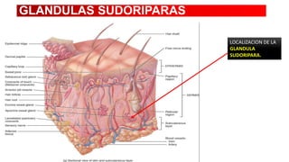 GLANDULAS SUDORIPARAS
LOCALIZACION DE LA
GLANDULA
SUDORIPARA.

 